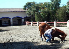 Mexico-Sierra Occidental-Mexican Equestrian and Horse Clinic